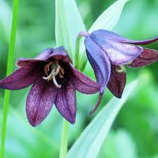 Chocolate Lilly Flower Seeds for Planting – Heirloom, Non-GMO, High Germination Organic Garden Seeds
