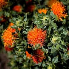 Safflower Flower Seeds for Planting – Colorful Display, Heirloom, Non-GMO, High Germination Home Garden