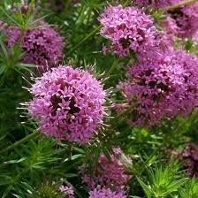 Crucianella Flower Seeds for Planting | Heirloom Non-GMO Organic Garden Seeds, Premium Quality, High Germination
