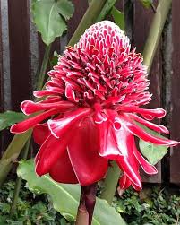 Pink Etlingera Flower Seeds for Planting – Easy to Grow, Heirloom, Non-GMO, High Germination Organic Garden Seeds