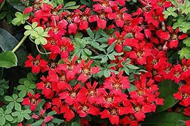 Heirloom Scottish Flame Flower Seeds for Planting – Non-GMO, High Germination Organic Garden Seeds