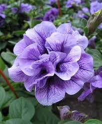 Double Violet Petunia Flower Seeds for Planting – Heirloom, Non-GMO, Cottage Garden Essential Organic Seeds