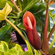 Philodendron Flower Seeds for Planting – Heirloom, Non-GMO, Premium Quality Organic Garden Seeds