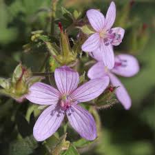 Geranium Asphodeloides Flower Seeds for Planting – Heirloom, Non-GMO, Bright Blooms Garden Seeds