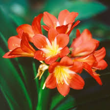 Miniata Flower Seeds for Planting | Heirloom Non-GMO High Germination Organic Garden Seeds