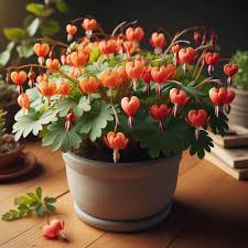 Heirloom Bleeding Hearts Flower Seeds for Planting – Drought Tolerant, Non-GMO, High Germination Organic Garden Seeds