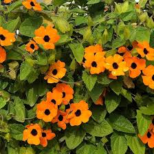 Thunbergia Alata Flower Seeds for Planting – Premium Quality, Heirloom & Non-GMO Seeds