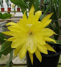 Yellow Epiphyllum Flower Seeds for Planting Heirloom Non-GMO High Germination Organic Garden Seeds