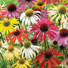 Sonnenhut Flower Seeds for Planting – Heirloom, Non-GMO, Cottage Garden Organic Garden Seeds