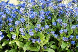 Myosotis Sylvatica Flower Seeds – Heirloom, Non-GMO, Cottage Garden Essential Organic Seeds for Planting