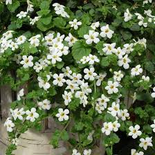 White Bacopa Utopia Flower Seeds for Planting – Heirloom, Non-GMO, Vibrant Colors, High Germination Organic Garden Seeds