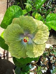 Army Green Hibiscus Flower Seeds for Planting – Heirloom, Non-GMO, Wildflower Mix Organic Garden Seeds