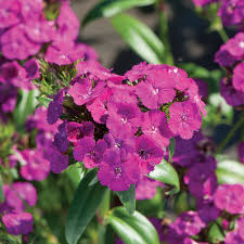 Purple Pink Linifolium Flower Seeds for Planting – Heirloom Non-GMO High Germination Organic Garden Seeds