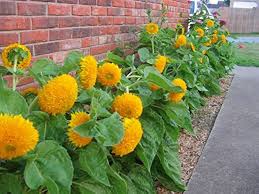 Teddy Bear SunFlower Seeds for Planting – Heirloom, Non-GMO, High Germination Organic Garden Seeds