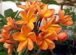 Orange Frangipani Flower Seeds for Planting - Heirloom, Non-GMO, High Germination Organic Garden Seeds