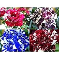 Dragon Rose Mixed Color Flower Seeds for Planting – Heirloom, Non-GMO, High Germination Organic Garden Seeds