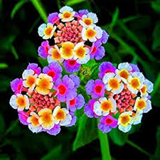 Lantana Camara Flower Seeds for Planting – Cut Flower Favorite, Heirloom, Non-GMO, High Germination