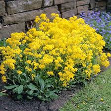 Yellow Aurinia Flower Seeds for Planting – Drought Tolerant Heirloom Non-GMO Garden Seeds