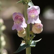 Pink Palmer's Penstemon Flower Seeds for Planting | Heirloom Non-GMO Organic Garden Seeds, High Germination