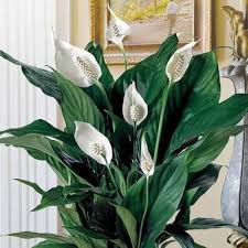 Spathiphyllum Flower Seeds for Planting – Heirloom, Non-GMO, High Germination Organic Garden Seeds