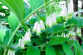 Polygonatum Flower Seeds for Planting – Heirloom, Non-GMO, High Germination Organic Garden Seeds