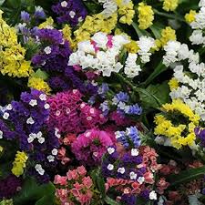 Limonium Flower Seeds for Planting – Hardy Variety, Heirloom, Non-GMO, High Germination Garden Seeds