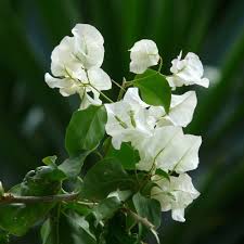 White Bougainvillea Kousa Flower Seeds for Planting – Heirloom, Non-GMO, Easy to Grow Organic Garden Seeds