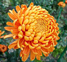Orange Chrysanthemum Flower Seeds for Planting | Heirloom Non-GMO Organic Garden Seeds, Hardy Variety, High Germination