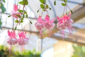 Pink Mix Fuchsia Flower Seeds for Planting – Hardy Variety, Heirloom & Non-GMO Seeds