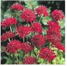 Red Pincushion Flower Seeds for Planting – Heirloom, Non-GMO, High Germination Organic Garden Seeds