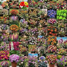 Mixed Four Seasons Flower Seeds for Planting – Heirloom, Non-GMO, Pollinator Friendly, High Germination
