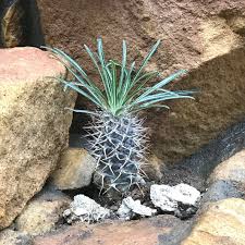 White Pachypodium Lamerei Flower Seeds for Planting - Heirloom, Non-GMO, High Germination Organic Garden Seeds