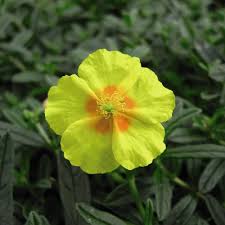 Helianthemum Flower Seeds for Planting – Bright Blooms Heirloom Non-GMO Organic Garden Seeds