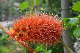 Greyia Sutherlandii Flower Seeds for Planting – Cut Flower Favorite, Heirloom, Non-GMO, High Germination