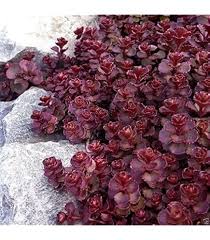 Sedum Carpet Flower Seeds for Planting - Heirloom, Non-GMO, High Germination Organic Garden Seeds