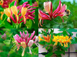 Lonicera Flower Seeds for Planting – Wildflower Mix, Heirloom, Non-GMO, High Germination Garden Seeds