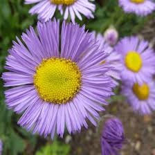 Purple Erigeron Speciosus Flower seeds for Planting – Wildflower Mix, Heirloom & GMO Free Seeds | Non-GMO High Germination