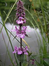 Purple Marsh Woundwort Flower Seeds for Planting – Seasonal Bloomer, Heirloom, Non-GMO, High Germination Organic Garden Seeds