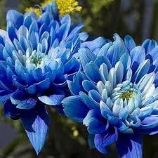 Blue Yellow Chrysanthemum  Flower Seeds for Planting – Heirloom, Non-GMO, High Germination Organic Garden Seeds