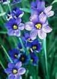 Sisyrinchium Bellum Flower Seeds for Planting – Heirloom, Non-GMO, High Germination Organic Garden Seeds