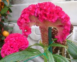 Cristata Flower Seeds for Planting – Heirloom, Non-GMO, Garden Favorite Organic Garden Seeds