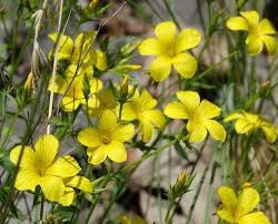 Yellow Flax Hybrid Flower Seeds for Planting | Heirloom Non-GMO Organic Garden Seeds High Germination