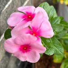 Pink Vinca Flower Seeds for Planting – Heirloom, Non-GMO, Fragrant Blossoms, High Germination Organic Garden Seeds