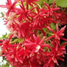 Red Weeping Forsythia Flower Seeds for Planting – Heirloom, Non-GMO, High Germination Organic Garden Seeds