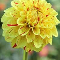 Flower Seeds, Seeds,Seeds For Planting,Plant Seeds