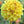 Flower Seeds, Seeds,Seeds For Planting,Plant Seeds