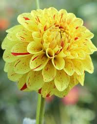 Flower Seeds, Seeds,Seeds For Planting,Plant Seeds