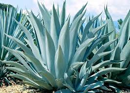 Heirloom Agave Flower Seeds for Planting – Non-GMO, High Germination Organic Garden Seeds