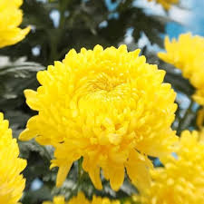 Yellow Chrysanthemum Seeds – Heirloom, Non-GMO, Drought Tolerant