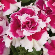 Petunia Double GF Pirouette Rose Flower Seeds for Planting – Heirloom, Non-GMO, Compact Growth